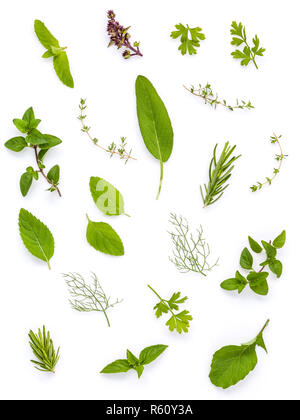 Verschiedene frische Kräuter aus dem Garten des heiligen Basilius, Basil Flower, Rosmarin, Oregano, Salbei und Thymian, Fenchel, Pfefferminze und Senf Blätter isolieren auf weißem Hintergrund. Stockfoto
