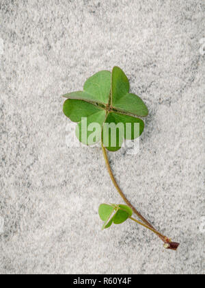 Closeup Klee Blätter auf Stein. Die symbolische der Four Leaf Clover der Erste ist für den Glauben, die zweite ist für die Hoffnung, die Dritte wird für Liebe, und der vierte ist für Glück. Klee und Shamrocks ist symbolisch Träume. Stockfoto