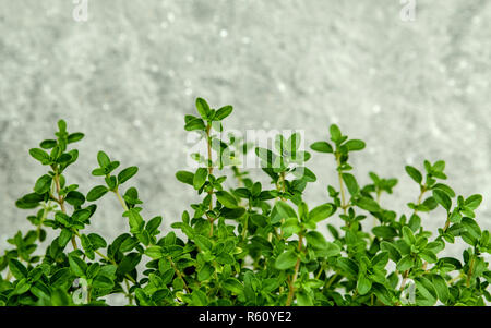 Closeup Zitronenthymian Blätter aus dem Kräutergarten. Thymus praecox (Zitronenthymian oder Zitrus Thymian) Arten von blühenden Pflanze in der Familie Lamiaceae. Stockfoto