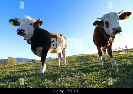 Junge simmentaler Kühe mit Hörnern und Bell in die Hintergrundbeleuchtung auf der Weide Stockfoto