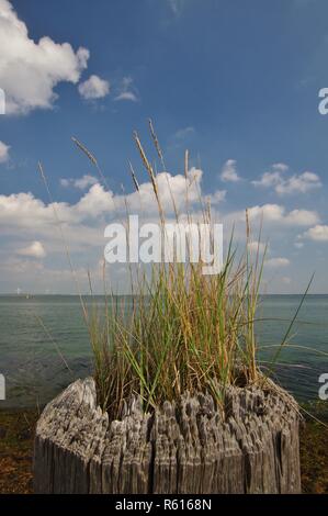 Groyne mit Seegras auf dem Norden Deich - Noord Beveland, Richtung Oosterschelde, Zeeland suchen, Südliche Niederlande Stockfoto