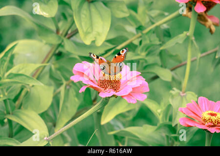 Schmetterling auf Blume Nahaufnahme 1. Stockfoto