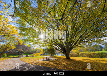 Großen Alten Baum Commonwealth an der Lake Park in Beaverton Stockfoto