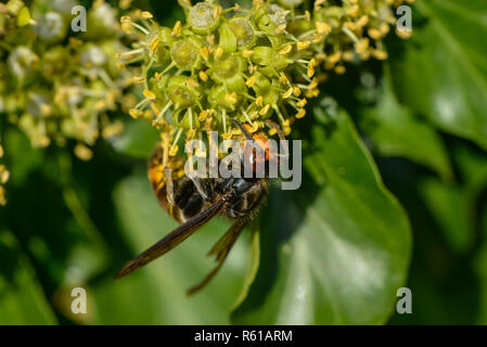 Asiatische Hornisse am Efeu Blume Stockfoto