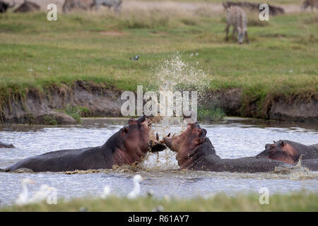 Ein paar Hippos kämpfen - Ngorongoro Krater, Tansania Stockfoto