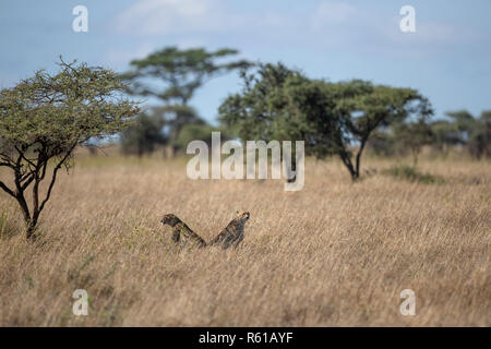 Ein paar alert Geparden - Serengeti National Park, Tansania Stockfoto