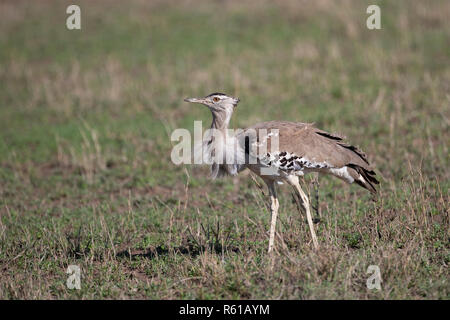 Ein Kori Bustard wandern - Serengeti National Park, Tansania Stockfoto