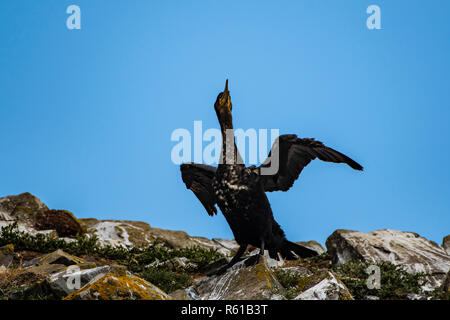 Kormoran trocknet Flügel nach Angeln auf felsigen Klippen. Stockfoto