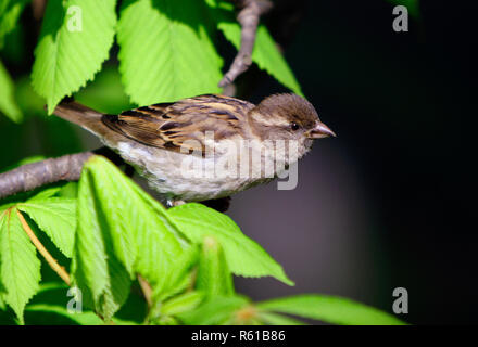 Einzelnes Haus Spatz auf einem Ast über die biebrza River Wetlands in Polen im Sommer Stockfoto