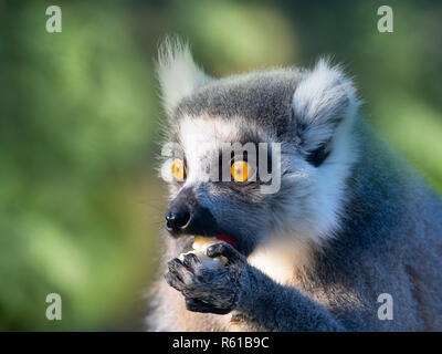 Ringschwanz-Lemur catta. Stockfoto