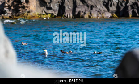 Seagull Familie (Island Möwe) Baden in kleinen felsigen Bucht Stockfoto