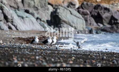 Black-backed Möwen auf felsigen Strand. Stockfoto