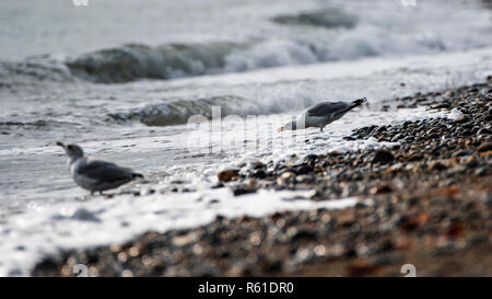 Island Möwen füttern am felsigen Strand. Stockfoto