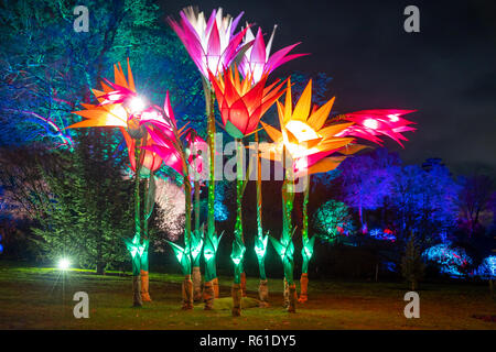 RHS Wisley Weihnachtsbeleuchtung in Woking - Am Samstag, den 1. Dezember 2018 Stockfoto