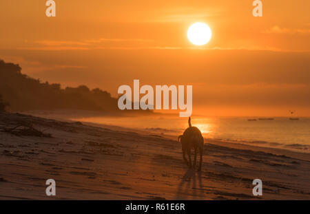 Einsamen Hund auf leeren Strand in Golden Sunrise. Ein einsamer Hund spaziert entlang einer leeren Strand am frühen Morgen Sonnenaufgang. Stockfoto