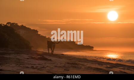 Einsamen Hund auf leeren Strand in Golden Sunrise. Ein einsamer Hund spaziert entlang einer leeren Strand am frühen Morgen Sonnenaufgang. Stockfoto