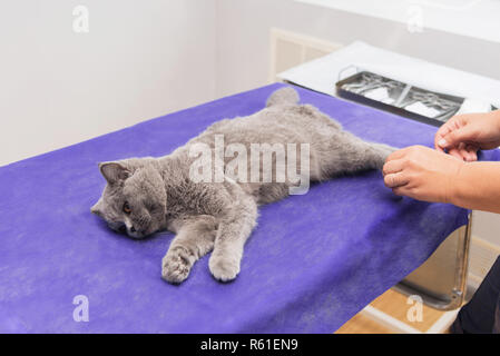 Katze unter Narkose vor der Operation auf dem OP-Tisch. Stockfoto