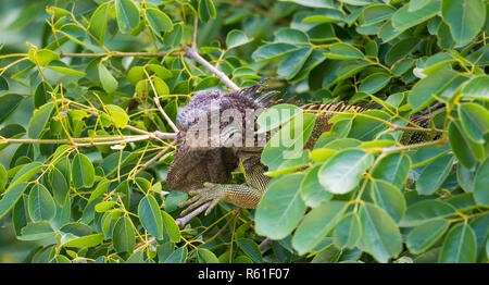 Grüner Leguan (Iguana iguana) hält ein Nickerchen und Zuflucht auf einem Ast, Schutz vor der Hitze der Sonne. Stockfoto