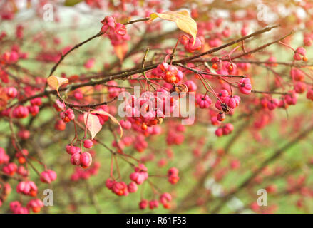 Herbst Beeren auf Spindel Baum ein Euonymus europaeus 'Red Cascade'. Hintergrund der rosa Blüten der Europäischen Spindel Baum Stockfoto