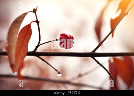 Herbst Beeren auf Spindel Baum ein Euonymus europaeus 'Red Cascade'. Nahaufnahme einer rosa Euonymus europaeus Saatgut mit Tau Stockfoto