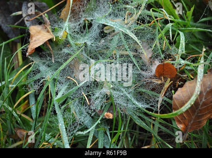 Eine Szene v liegt ein beautifful Spinnennetz auf dem grünen Rasen mit Tau im Herbst bewölkten Tag abgedeckt. Eine natürliche Tapete mit Spinnennetz mit Tau bedeckt, Stockfoto
