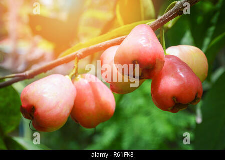 Rose Äpfel am Baum/Frische rote Rose Äpfel tropische Frucht am Baum im Garten Obst auf Pflanze Baum Natur grüner Hintergrund Stockfoto