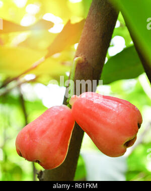 Rose Äpfel am Baum/Frische rote Rose Äpfel tropische Frucht am Baum im Garten Obst auf Pflanze Baum Natur grüner Hintergrund Stockfoto