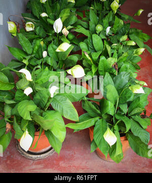 Anthurium Blumen weiß/grünen tropischen plat Dekorieren mit anthurium Blumen und Grünes Blatt im Topf (Anthurium andraeanum, Araceae Arum) oder Stockfoto