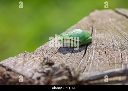 Laubfrosch - Hyla arborea Stockfoto