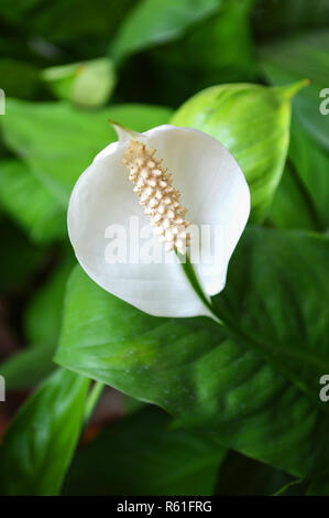 Weiß anthurium Blumen/Nahaufnahme von anthurium Blumen tropische Pflanze in den Teich Garten frühling sommer Tag (Anthurium andraeanum, Araceae Arum) oder Stockfoto