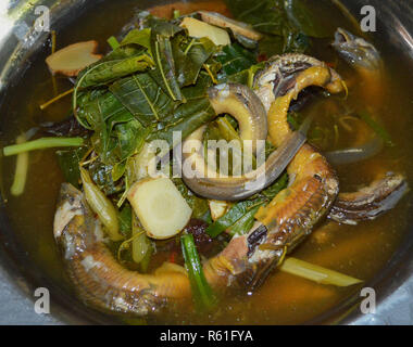 Kochen Essen/curry Suppe mit Aal Aal Fisch lange im thailändischen Stil Essen Stockfoto