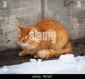 Große rote flauschige Katze sitzt und friert in der Mitte der Schnee auf der Straße Stockfoto