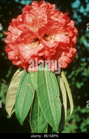 Himalayan Blumen, Lali gurans oder Baum Rhododendron arboreum Stockfoto