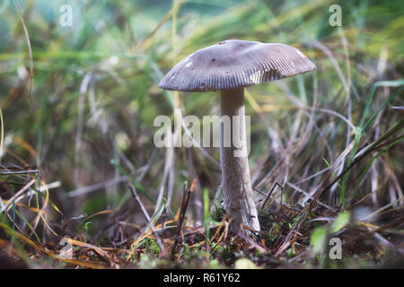 Nahaufnahme einer großen Pilz auf den Boden der Herbst Wald Stockfoto