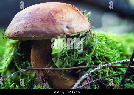 Nahaufnahme einer Bucht bolete Pilz (Imleria Badia) Pilz auf den moosigen Boden Stockfoto