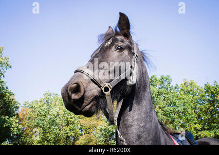 Friesisch (Frizian) Pferderasse, Equus ferus caballus 'Friesisch', 13. Oktober 2018. (CTK Photo/Libor Sojka) Stockfoto