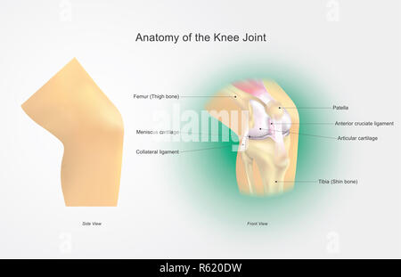 Anatomie des Kniegelenks Stockfoto