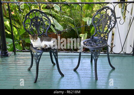Eine Katze ruht auf einem schmiedeeisernen Lehrstuhl an der Florida Keys. Stockfoto