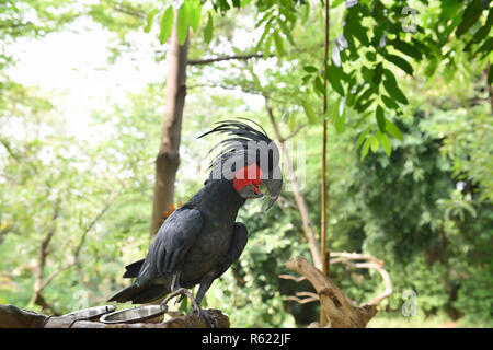 Schwarz palm Kakadu (Probosciger aterrimus) das Hocken auf dem Zweig Stockfoto