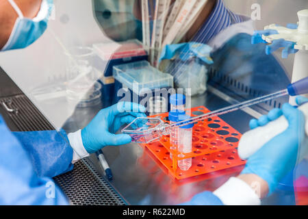Junge Wissenschaftler in einer laminaren Strömung Kabinett im Labor arbeiten Stockfoto