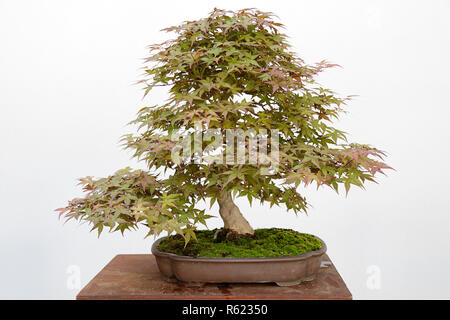 Japanischer Ahorn (Acer palmatum) Bonsai isoliert auf weißem Stockfoto