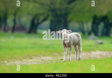 Nettes und kleines Lamm auf der Wiese Stockfoto