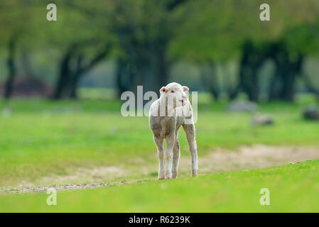 Nettes und kleines Lamm auf der Wiese Stockfoto