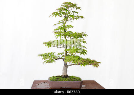 Japanischer Ahorn (Acer palmatum) Bonsai auf einem Holztisch und weißem Hintergrund Stockfoto