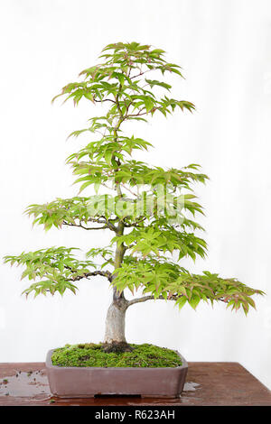 Japanischer Ahorn (Acer palmatum) Bonsai auf einem Holztisch und weißem Hintergrund Stockfoto