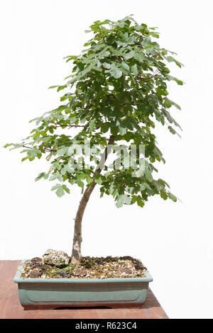 Feld Ahorn (Acer campestre) Bonsai auf einem Holztisch und weißem Hintergrund Stockfoto