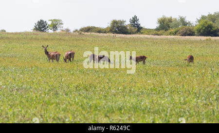 Red deer Familie auf der eingereicht Stockfoto