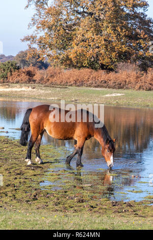 Ein New Forest pony Trinkwasser in den New Forest National Park in Hampshire, England, Großbritannien Stockfoto