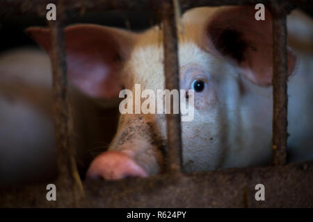 Bemitleidenswerten Schwein in kleinen Käfig warten im dunklen Ton, getötet zu werden, Stockfoto