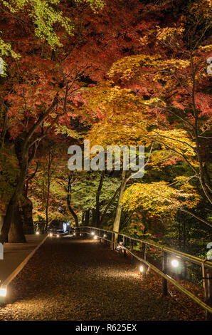 Herbst Japanischer Garten mit Ahorn in der Nacht in Kyoto, Japan Stockfoto